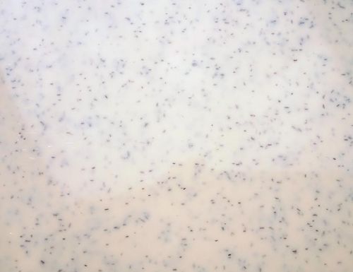 Polystyrene Virgin Granules Marble White Sheets