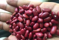 Red Kidney Beans