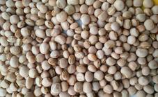 Whole Pigeon Peas