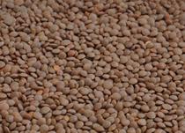 Whole Red Lentils