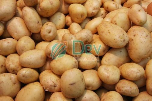 Fresh potato, Usage/Application : Cooking, Baking, Frying, Boiling