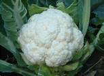Fresh Cauliflower, Shelf Life : 10-15days