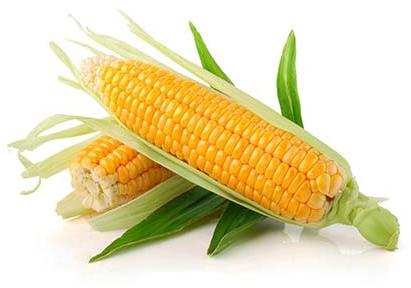 Whole Yellow Maize