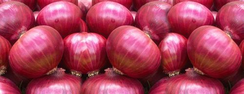 Red onion For Human Consumption