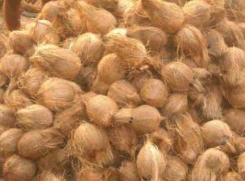 Common Brown Coconut, For Cosmetics, Medicines, Pooja, Form : Solid