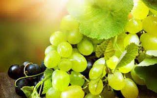 Fresh grapes, Shelf Life : 10 Days