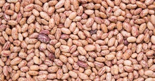 Kidney beans, Packaging Type : Bag Or Can