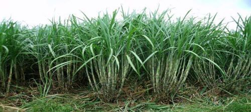 Sugarcane