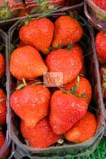 PET Strawberry Trays