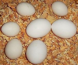 Chicken Broiler Hatching Eggs Cobb 500/ ROss 308