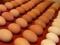 Fresh Chicken Table Eggs White & Brown