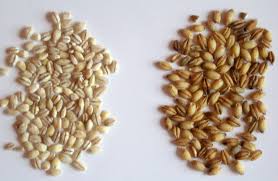 Barley Seeds, Certification : ISO