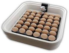 Egg Incubators