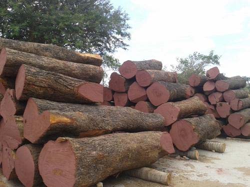 Neem Wood Logs