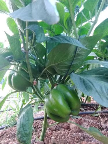 Green Capsicum