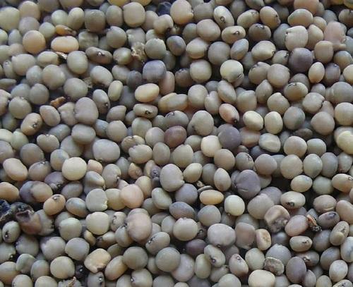 Natural Guar Seed, For Agriculture, Cooking, Feature : Gluten Free, Hybrid