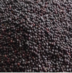 Durant Mustard Seeds, Packaging Type : 50 Kg PP Bag