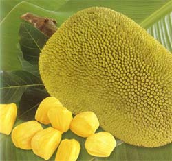 Jack Fruit