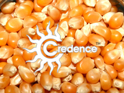 Yellow maize, Cultivation Type : Organic