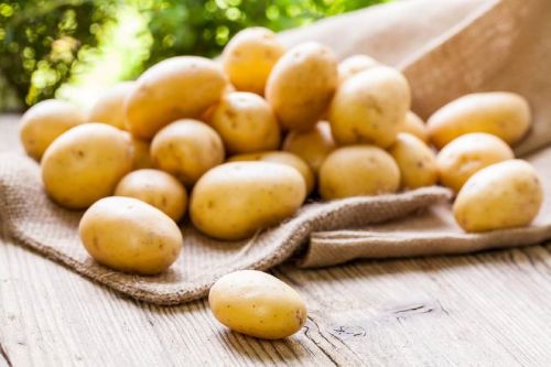 Fresh potato, Usage/Application : Cooking, Baking, Frying, Boiling