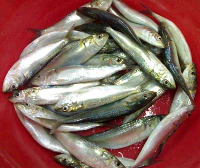 Sardine Fish