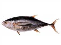 Yellowfin Tuna Fish