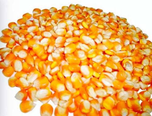 Maize Seeds, Grade : Food Grade