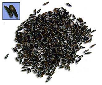 Black Cumin