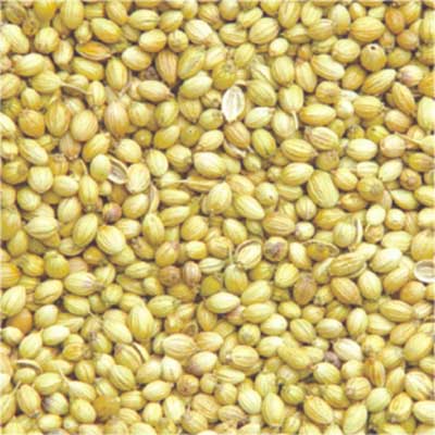 Coriander seeds, Packaging Type : Plastic Bag