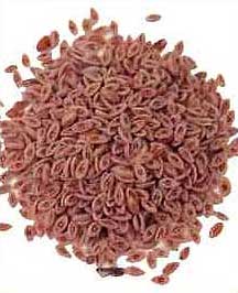 Isabgol Seeds