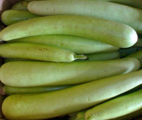 Fresh Bottle Gourd