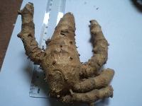 Natural Black Turmeric, Packaging Type : Plastic Bag