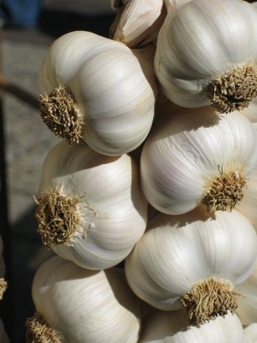 Fresh garlic, Cultivation Type : Organic
