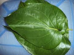 Betel Leaf