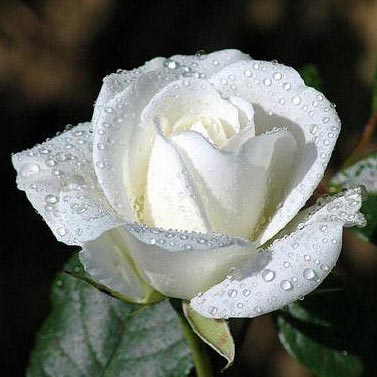 Fresh White Rose