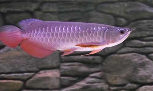 Super Red Arowana Fish