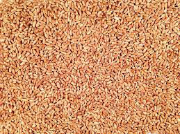 Grain wheat, Packaging Type : Golden for Human Consumption