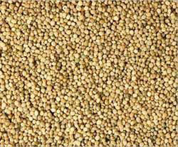 Guar seeds