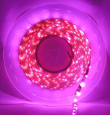 Premium LED Strip