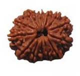 Rudraksha Beads