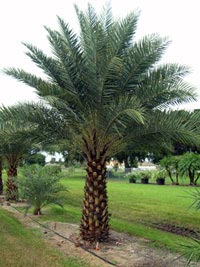 Palm Tree, For Plantation, Packaging Type : Loose