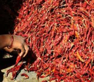 Chilli, Usage : Spices