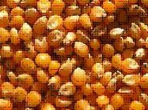 Yellow Maize Seeds