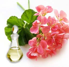 Geranium Oil, Purity : 100 %, Packaging Type : Bottle