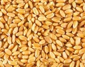 Wheat, Broken Ratio : 1-3%