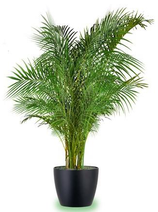 Areca Palm