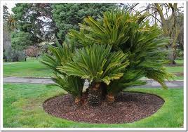 Cycas Palm