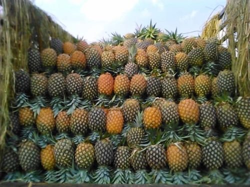 Pineapples