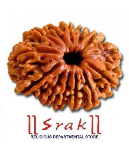 SRAK 13 Mukhi Rudraksha Bead