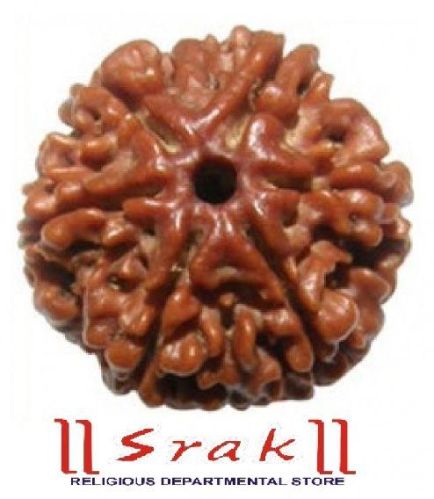 6 Mukhi Rudraksha (N)